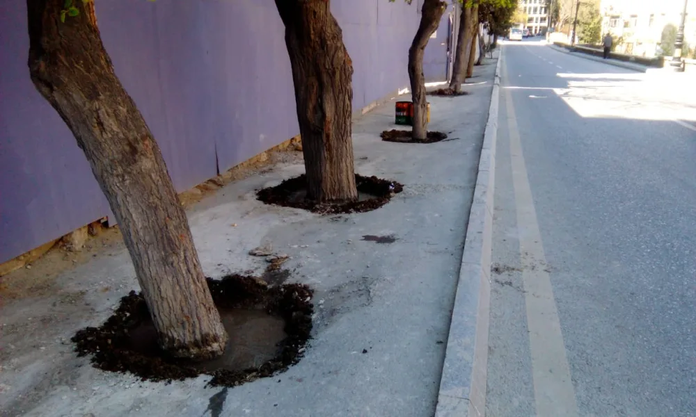 ETSN ağacların dibini betonlayan şirkəti - CƏZALANDIRDI
