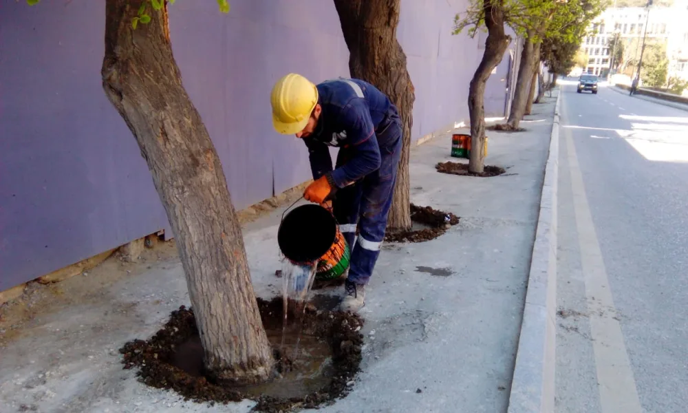 ETSN ağacların dibini betonlayan şirkəti - CƏZALANDIRDI