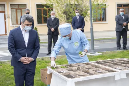 20 min qutu ipəkqurdu toxumu kümçülərə - PAYLANILDI - FOTO
