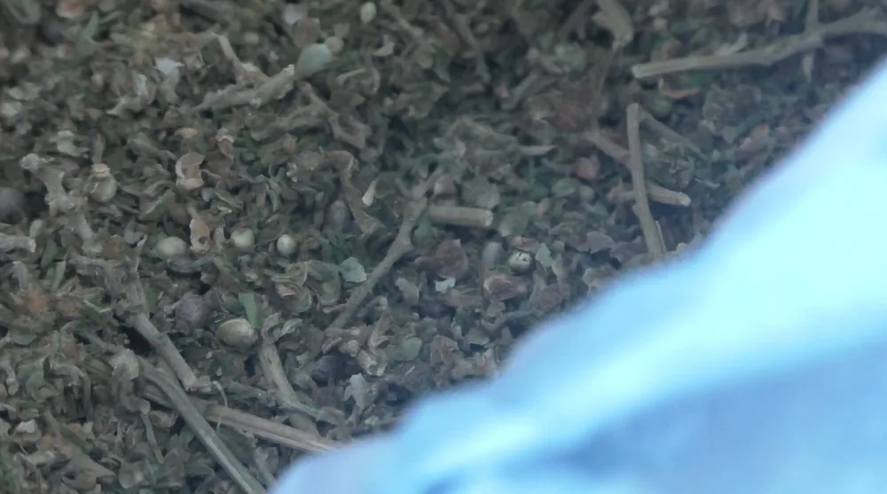 Həyətində narkotik əkən keçmiş məhkum - TUTULDU - FOTO