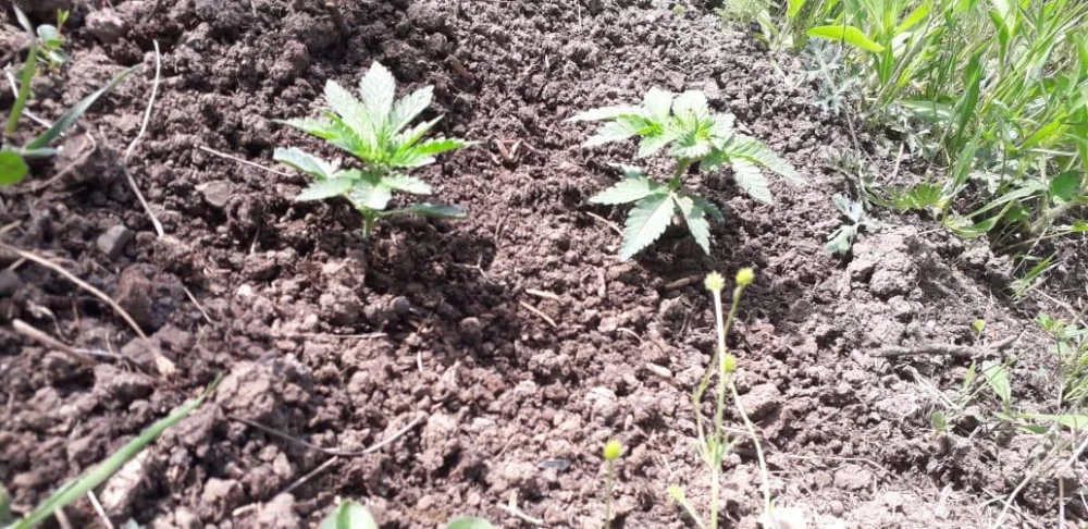 Narkotik becərən Balakən sakini - TUTULDU - FOTO