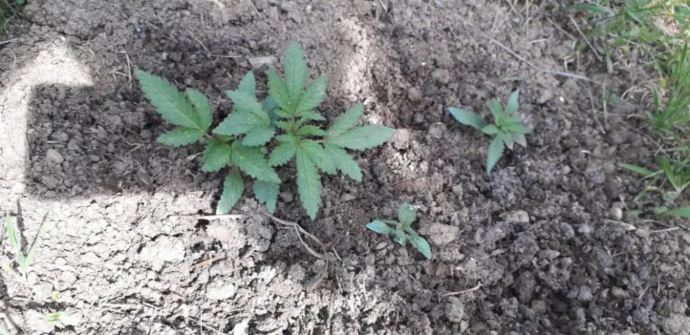 Narkotik becərən Balakən sakini - TUTULDU - FOTO