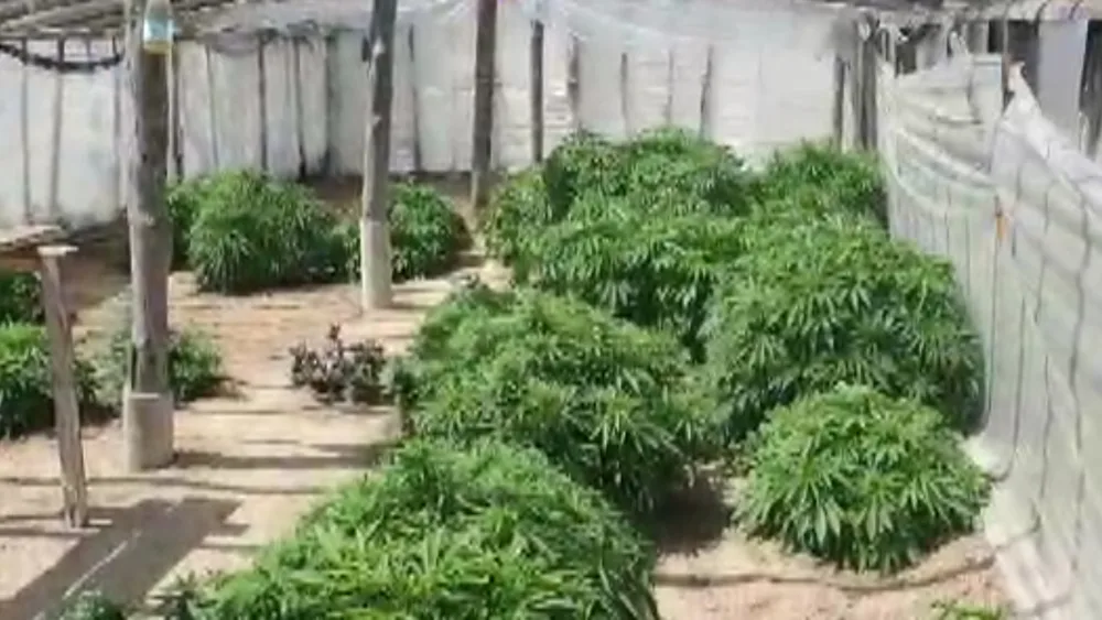 Bağ evində 45 kq NARKOTİK AŞKARLANAN Maştağa sakini: - "XÜSUSİ QULLUQ EDİRDİM" - VİDEO