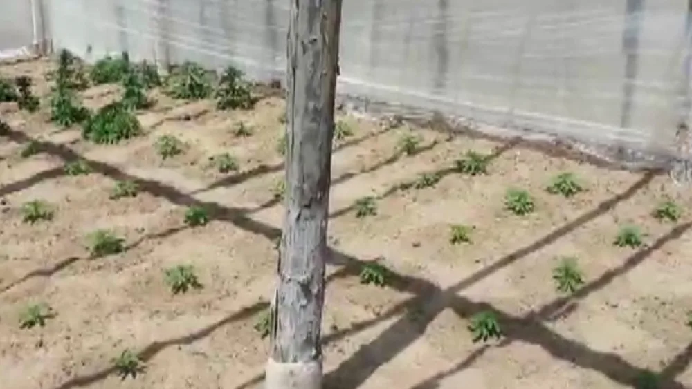 Bağ evində 45 kq NARKOTİK AŞKARLANAN Maştağa sakini: - "XÜSUSİ QULLUQ EDİRDİM" - VİDEO