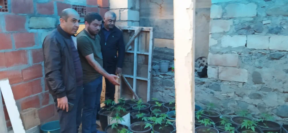 Tovuzda narkotik bağbanı - HƏBS EDİLDİ -FOTO