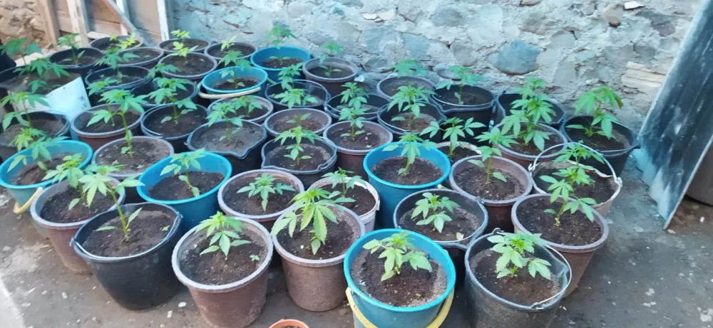 Tovuzda narkotik bağbanı - HƏBS EDİLDİ -FOTO