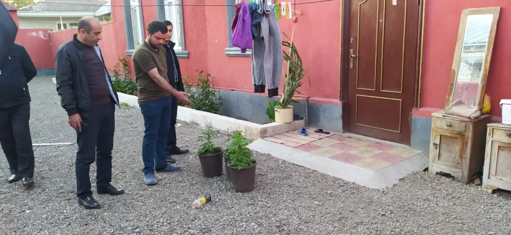 Tovuzda narkotik bağbanı - HƏBS EDİLDİ -FOTO