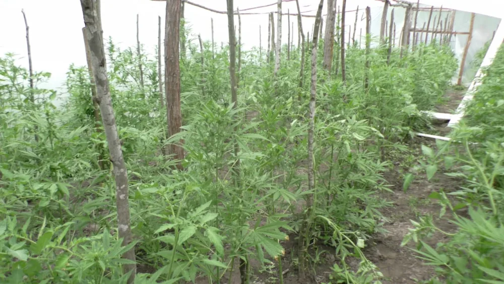 Balakən sakininin evində 32 kiloqram - NARKOTİK AŞKARLANDI - FOTO