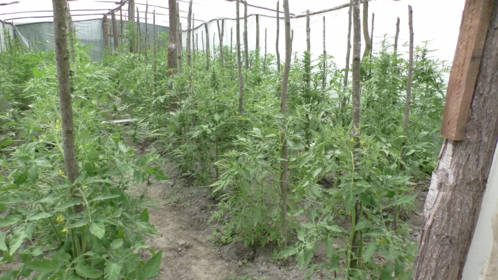 Balakən sakininin evində 32 kiloqram - NARKOTİK AŞKARLANDI - FOTO