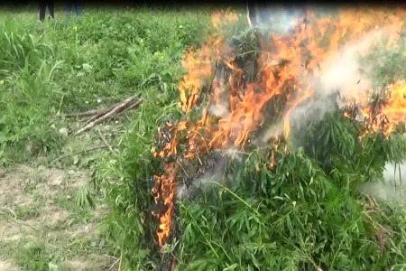 Şəkidə 1 ton narkotik - YANDIRILDI - ƏMƏLİYYAT