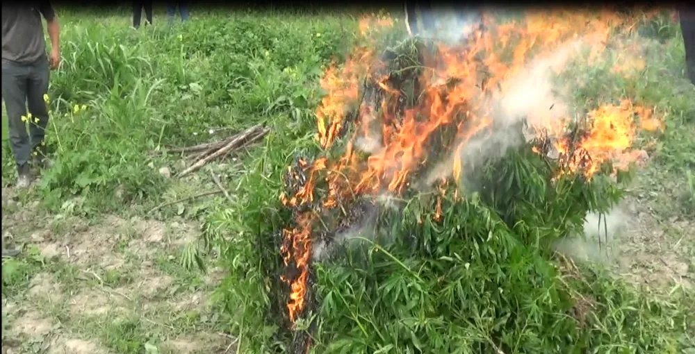 Şəkidə 1 ton narkotik - YANDIRILDI - ƏMƏLİYYAT