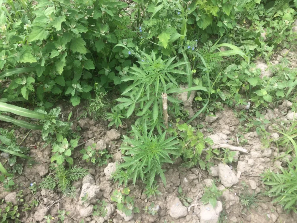 Şəkidə 1 ton narkotik - YANDIRILDI - ƏMƏLİYYAT