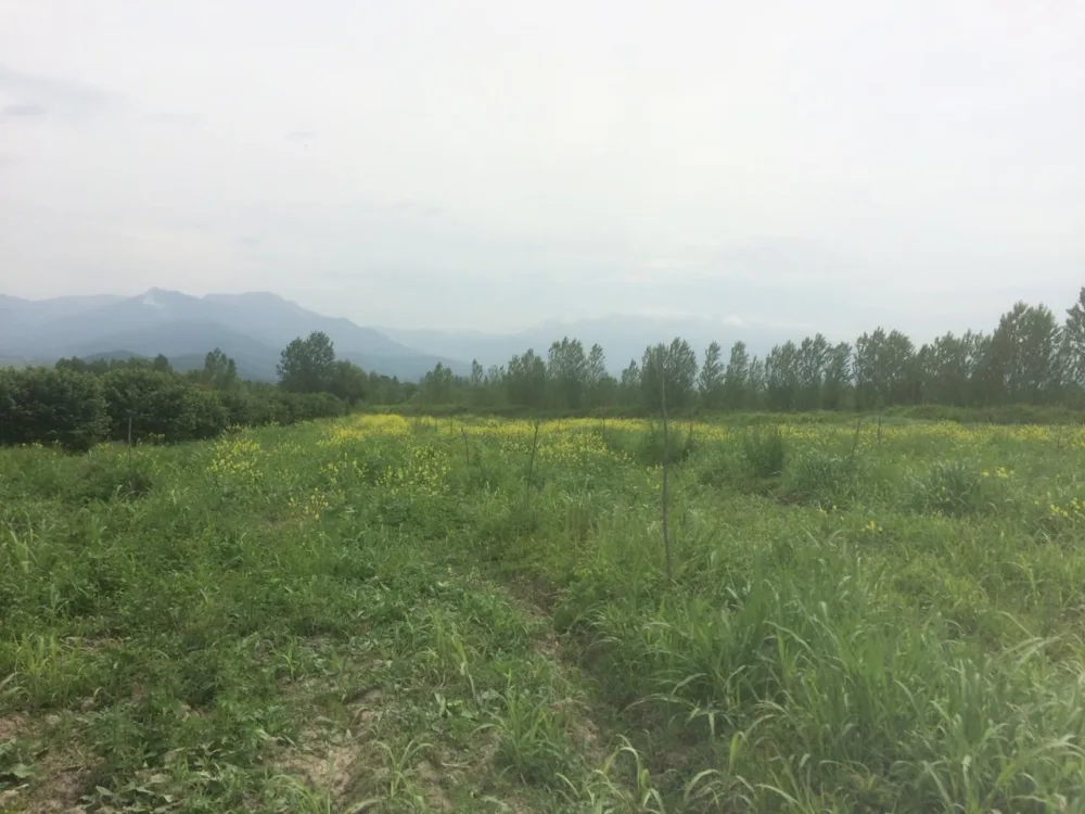 Şəkidə 1 ton narkotik - YANDIRILDI - ƏMƏLİYYAT