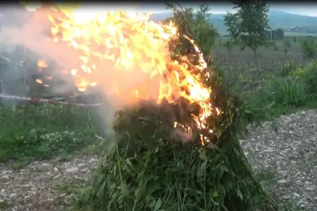 ŞOK ƏMƏLİYYAT! Şəkidə 1 ton narkotik - AŞKARLANDI - FOTO