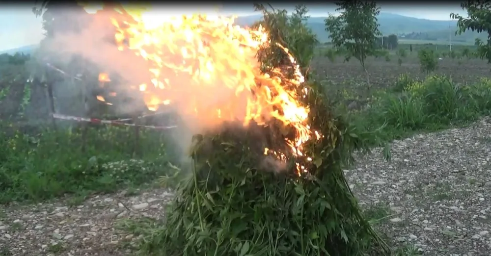 ŞOK ƏMƏLİYYAT! Şəkidə 1 ton narkotik - AŞKARLANDI - FOTO