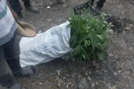 Meşədə narkotik becərən iki xalaoğlu - SAXLANILDI - FOTO