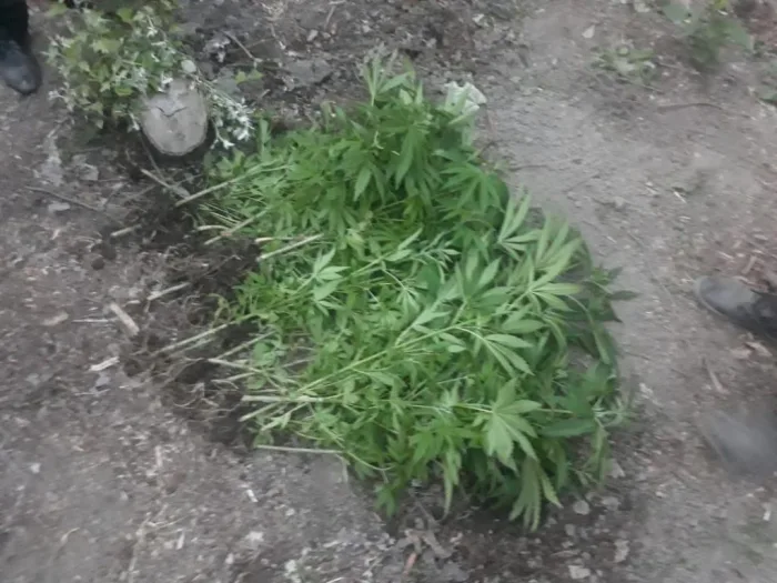 Meşədə narkotik becərən iki xalaoğlu - SAXLANILDI - FOTO