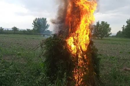 Balakəndə 1200 kq narkotik vasitə - MƏHV EDİLDİ