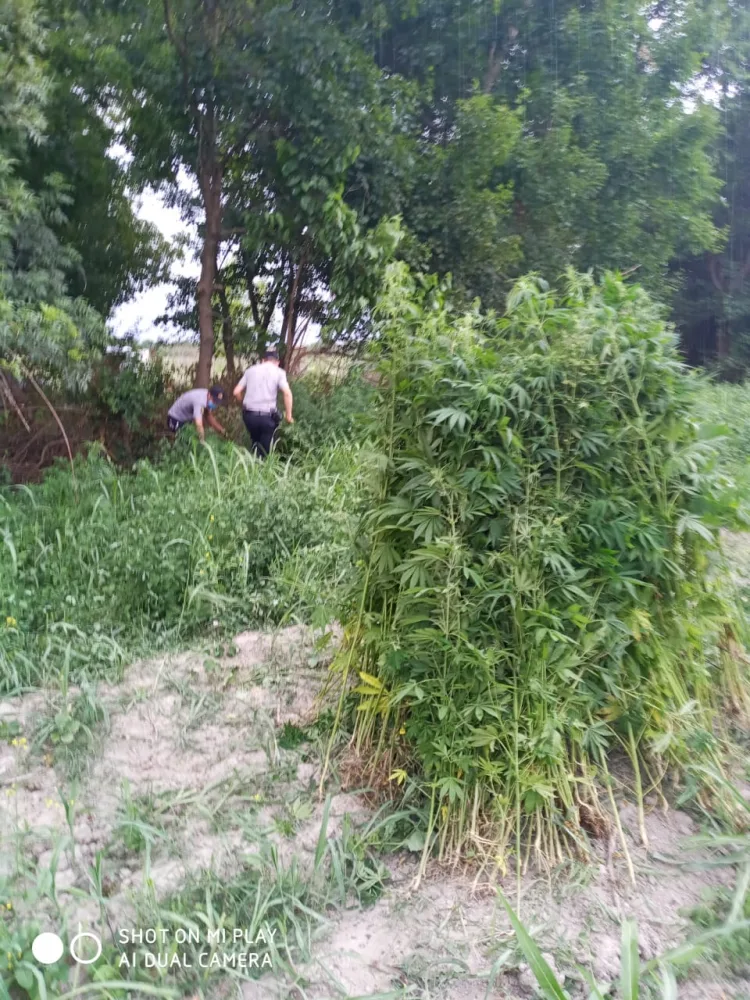 Balakəndə 1200 kq narkotik vasitə - MƏHV EDİLDİ