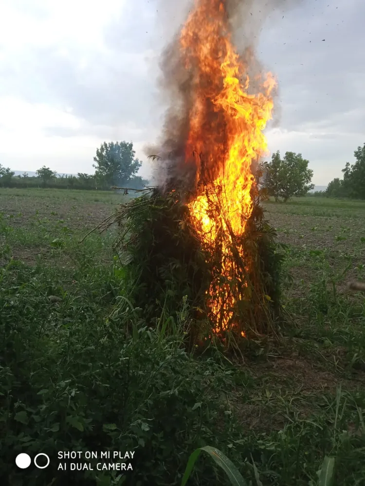 Balakəndə 1200 kq narkotik vasitə - MƏHV EDİLDİ