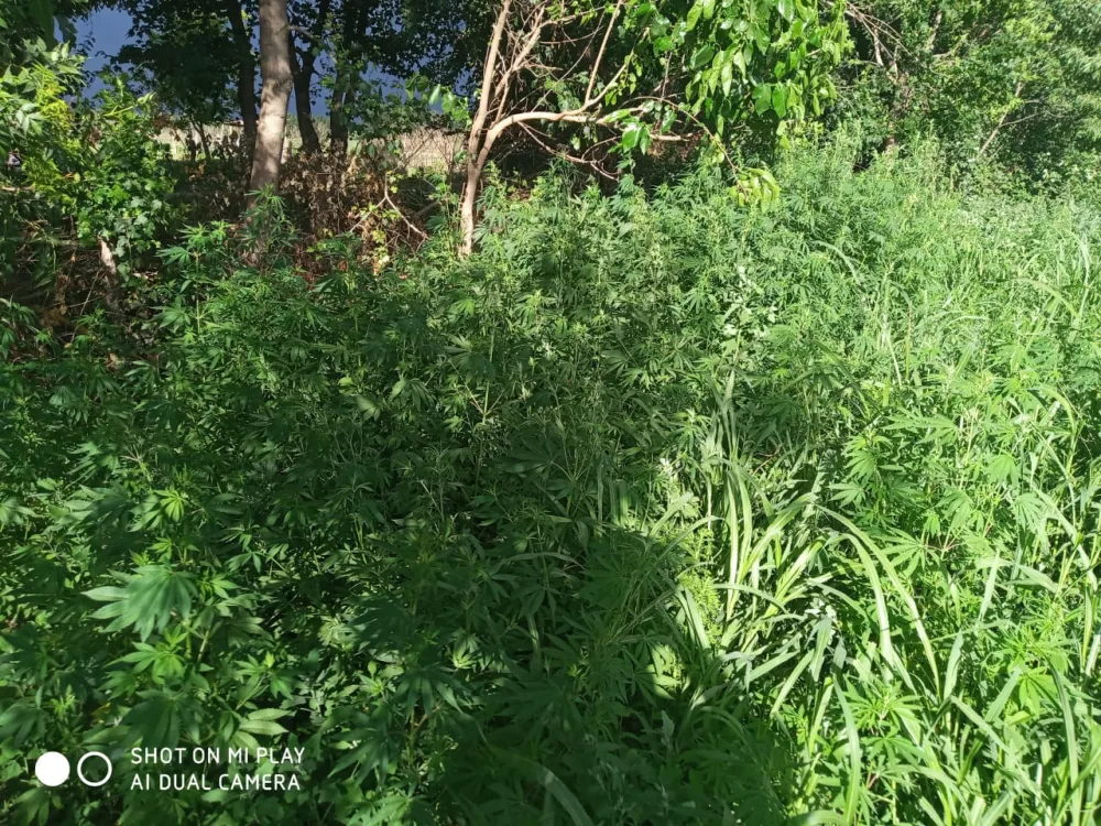 Balakəndə 1200 kq narkotik vasitə - MƏHV EDİLDİ