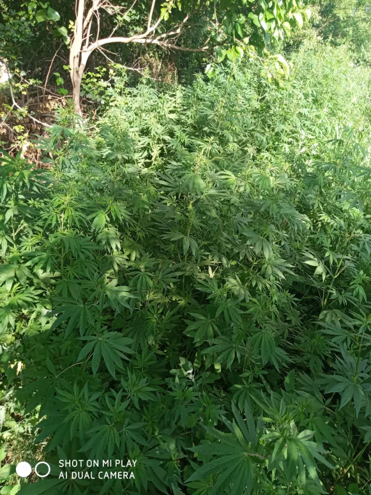 Balakəndə 1200 kq narkotik vasitə - MƏHV EDİLDİ