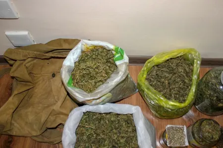 Meşədə narkotik bitki yetişdirən şəxs - SAXLANILDI