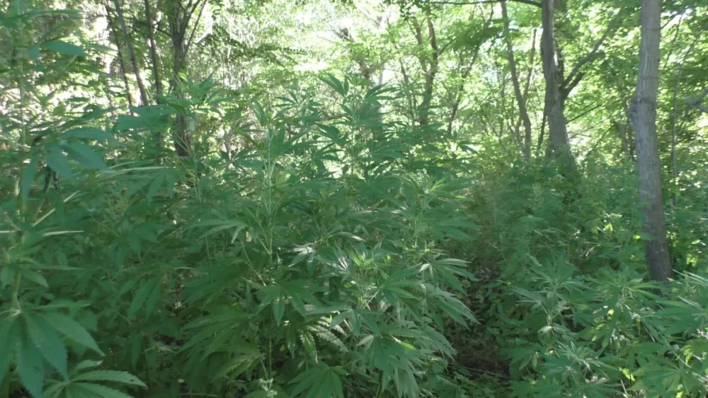 3 ton narkotik vasitə məhv edildi - AZƏRBAYCANDA