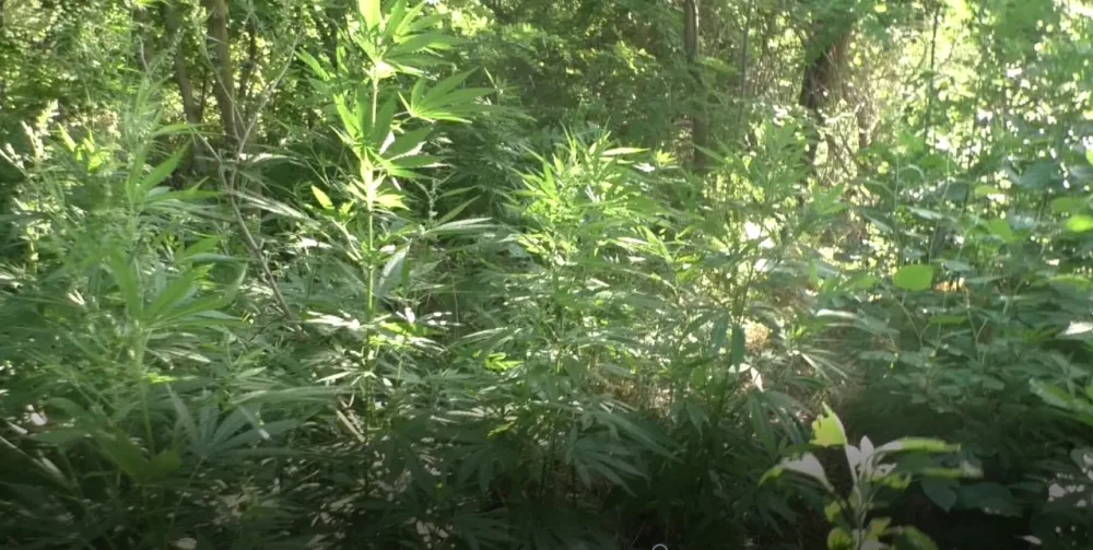 3 ton narkotik vasitə məhv edildi - AZƏRBAYCANDA