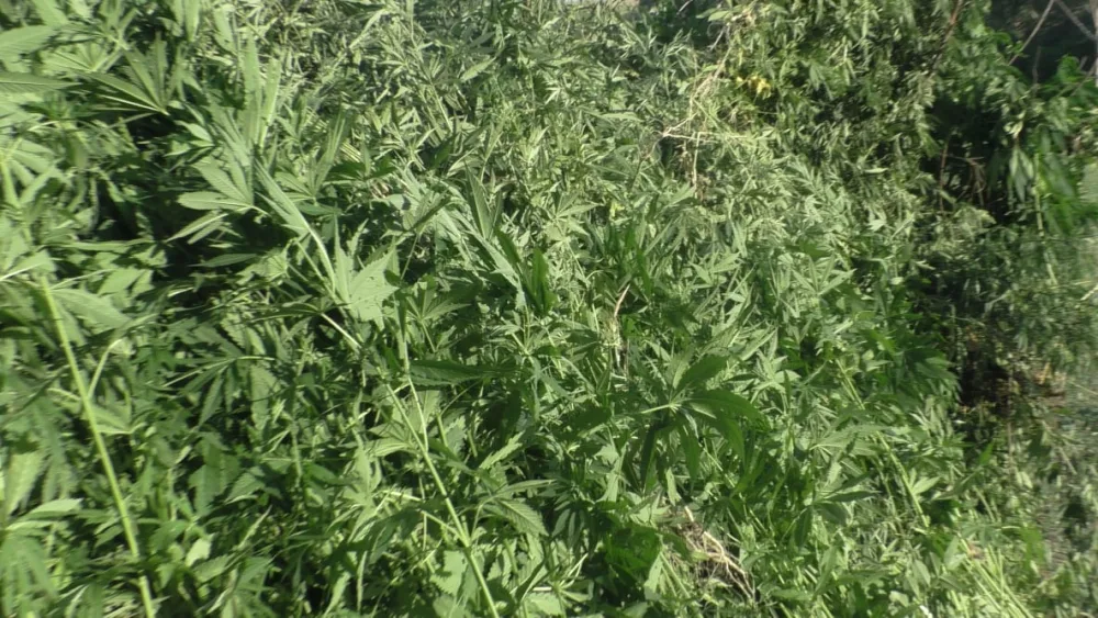 3 ton narkotik vasitə məhv edildi - AZƏRBAYCANDA