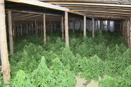 Balakəndə narkotik becərən şəxslər saxlanıldı