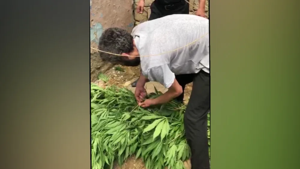 Yeni Suraxanıda narkotik bitkilər əkib-becərən şəxs saxlanıldı - FOTO