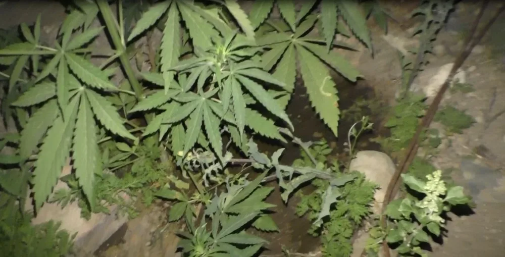 Şəmkirdə çətənə əkən şəxslər saxlanıldı - FOTO