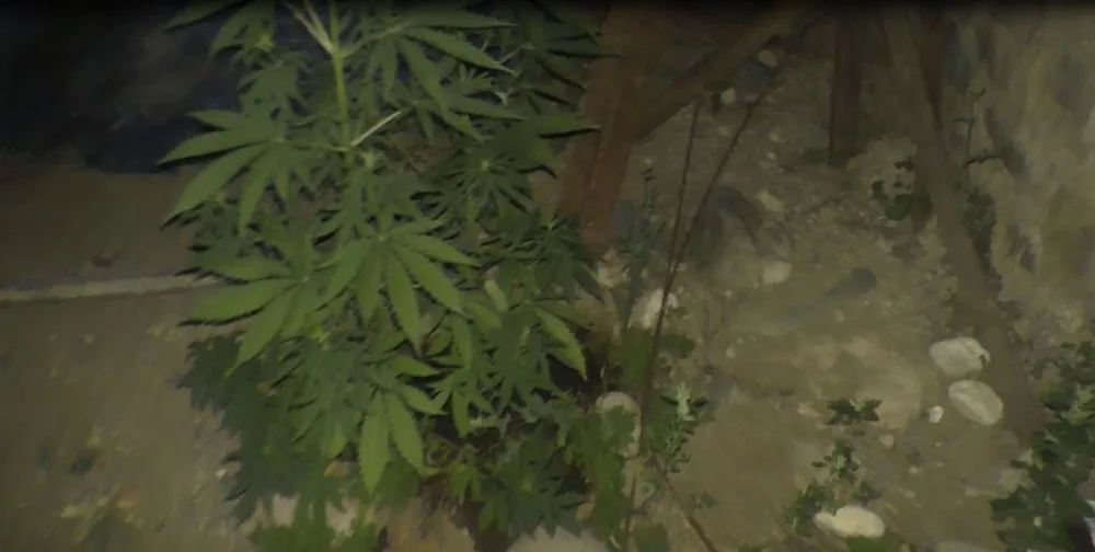 Şəmkirdə çətənə əkən şəxslər saxlanıldı - FOTO