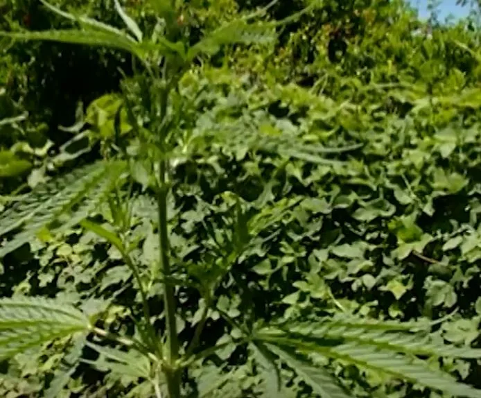 Şəmkirdə çətənə əkən şəxslər saxlanıldı - FOTO