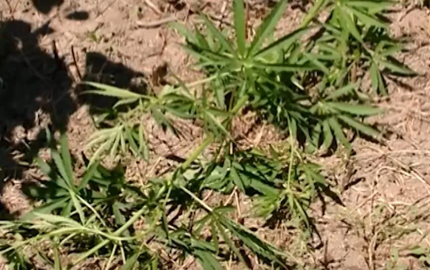 Şəmkirdə çətənə əkən şəxslər saxlanıldı - FOTO