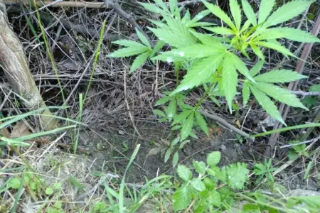 Şəkidə narkotik vasitələrin kultivasiyası ilə məşğul olan şəxs saxlanıldı - FOTO