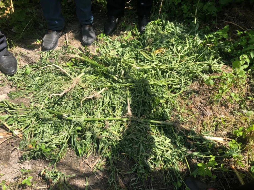 Şəkidə narkotik vasitə əkib-becərən şəxs saxlanıldı