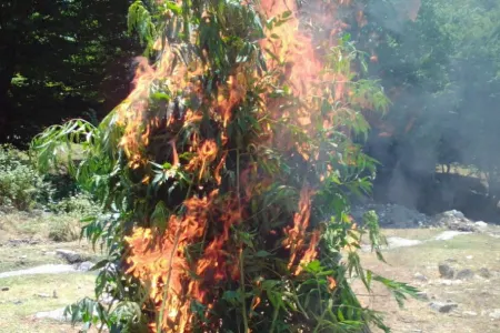 İsmayıllıda 600 kq-dan artıq narkotik vasitə məhv edildi -