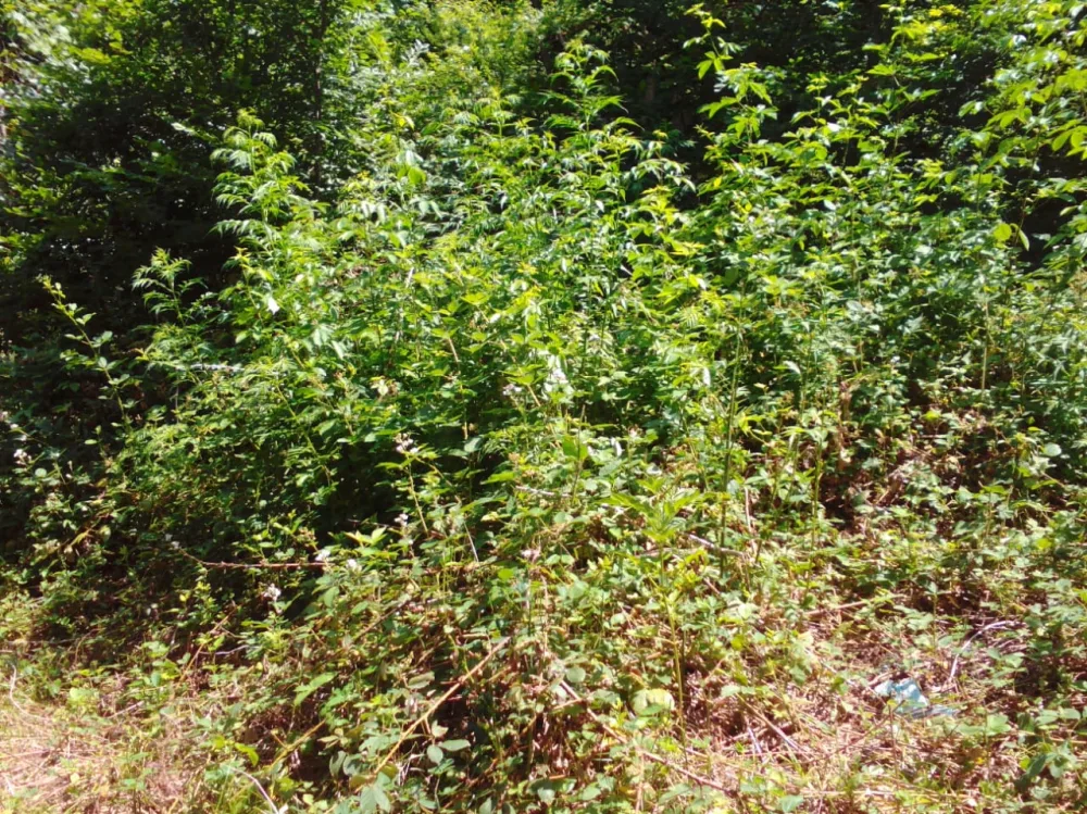 İsmayıllıda 600 kq-dan artıq narkotik vasitə məhv edildi -