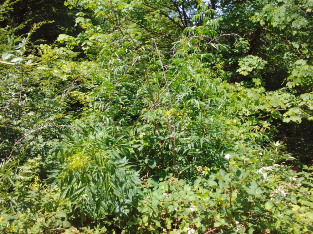 İsmayıllıda 600 kq-dan artıq narkotik vasitə məhv edildi -