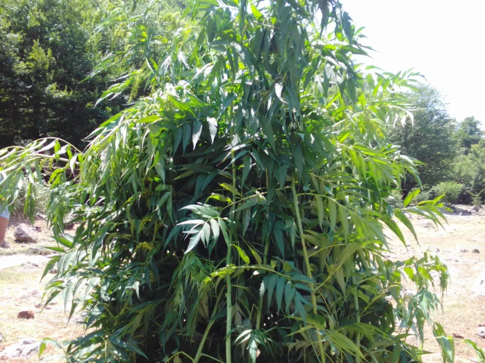 İsmayıllıda 600 kq-dan artıq narkotik vasitə məhv edildi -