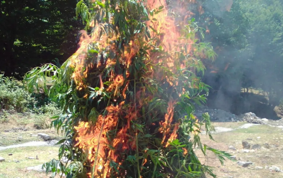 İsmayıllıda 600 kq-dan artıq narkotik vasitə məhv edildi -