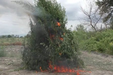 Zaqatalada 5 ton narkotik vasitə məhv edildi - FOTO