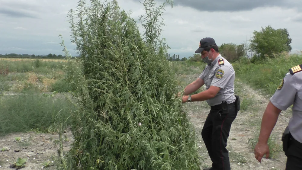 Zaqatalada 5 ton narkotik vasitə məhv edildi - FOTO