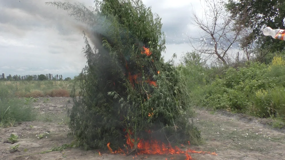 Zaqatalada 5 ton narkotik vasitə məhv edildi - FOTO
