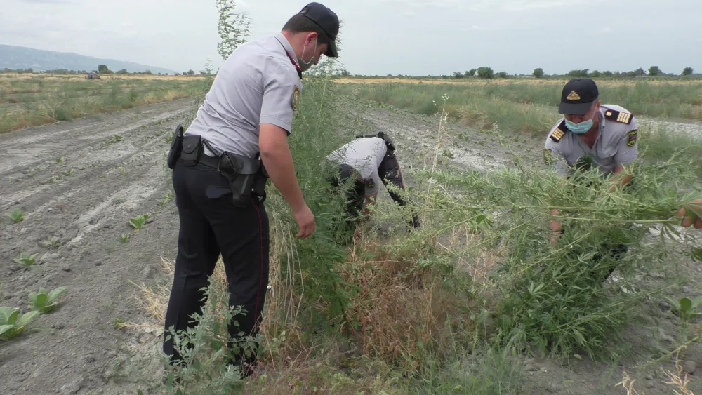 Zaqatalada 5 ton narkotik vasitə məhv edildi - FOTO