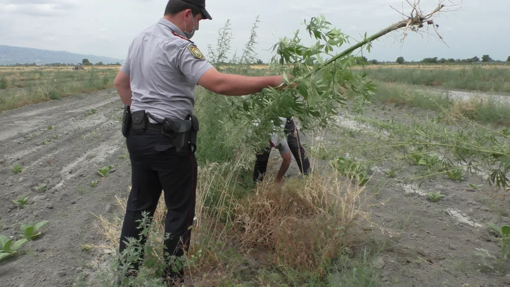 Zaqatalada 5 ton narkotik vasitə məhv edildi - FOTO