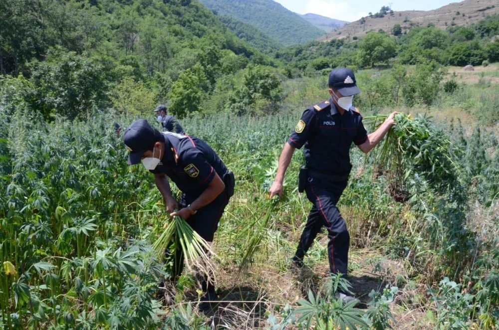 Daşkəsəndə 2 tondan çox narkotik vasitə məhv edildi