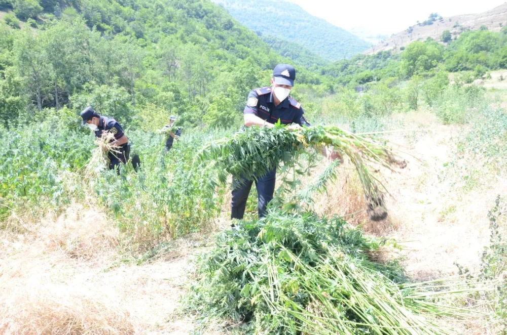 Daşkəsəndə 2 tondan çox narkotik vasitə məhv edildi